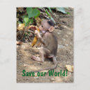Search for monkey baby postcards Ape