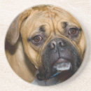 Search for boxer puppy coasters Dogs