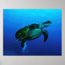 Search for hawksbill posters Ocean