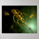 Search for pathogen posters Medical