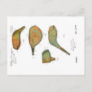 Search for patents postcards Antique