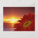 Search for gerber postcards Daisies
