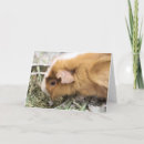 Search for piggies cards Photography