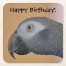 Search for african grey barware Parrot