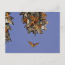 Search for pismo beach postcards Usa