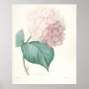 Search for botanical illustration posters Pretty