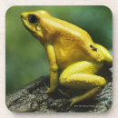 Search for dart coasters Cold blooded