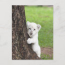 Search for hiding postcards Vertical