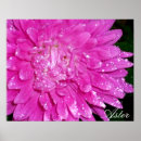 Search for asteraceae posters Flower