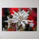 Search for alpine flower posters Edelweiss