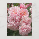 Search for shrub vertical postcards Rose