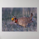 Search for game birds posters Pattern