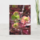 Search for succulent cards Photography