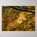 Search for canopy posters Fall