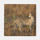 Search for reserves magnets Africa