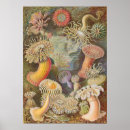 Search for vintage sea shells posters Retro