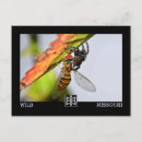 Search for missouri postcards Wildlife