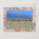 Search for sahara desert postcards Vintage