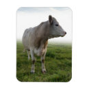 Search for guernsey gifts Cow