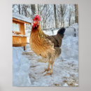 Search for leghorn posters Chicken