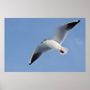 Search for gull posters Blue