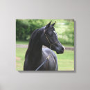 Search for black stallion canvas prints Arabian