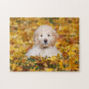 Search for goldendoodle puzzles Dog