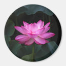 Search for lotus magnets Water lily