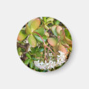 Search for jade magnets Green