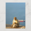 Search for apes postcards Animal