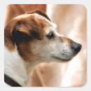 Search for jack russel stickers Animals