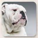 Search for office humour coasters Dogs