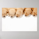 Search for cute golden retriever puppy posters Sleeping