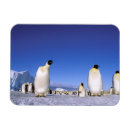 Search for antarctica magnets Snow