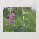 Search for fireweed postcards Wildflower