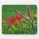 Search for tiger lily mouse mats Photography