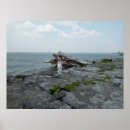 Search for monster photography Nature