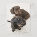 Search for miniature dachshund postcards Brown