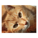 Search for pussy posters Kitty