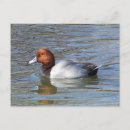 Search for drake postcards Wildlife