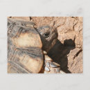 Search for land turtle postcards Tortoise