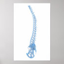 Search for backbone art Human body parts