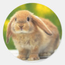 Search for epic stickers Awesome