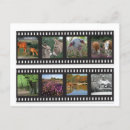 Search for cattle horizontal postcards Pig