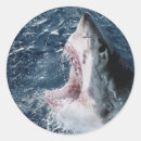Search for fish image stickers Animal