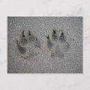 Search for animal track postcards Outdoors