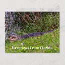 Search for alligators postcards Swamp