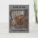 Search for able Kitten
