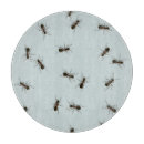 Search for ants Blue