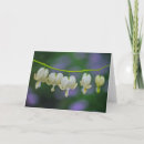 Search for dicentra Flower